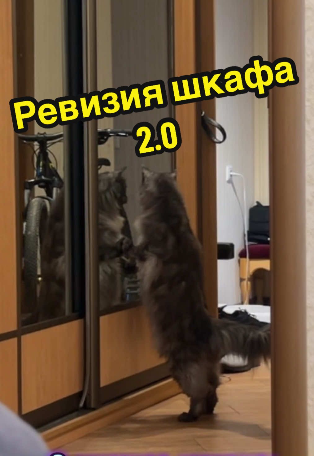 Со звуком🎙️ Кот проводит ревизию в шкафу, часть вторая😅#mainecooncat #mainecoonsoftiktok #mainecoon #mainecoons #мейнкун 