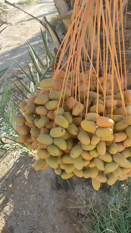 #المهندس #محمدابوالشيخ  ما شاء الله التمور المصرى حاجه عاليه 