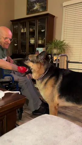 She wants to play #fyp #germanshepherd #doglover #dog #highlights 