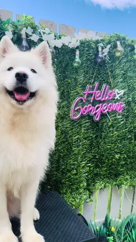 How good 😍 #samoyed #fyp #dogsoftiktok #viral #dogshampoo 
