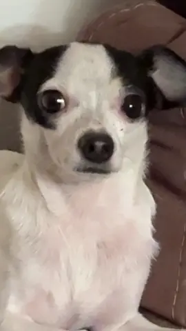 Pinche tilin estúpido como te amo desgraciado 😩😍. #dog #chihuahua #perro #tilin #hermosillo