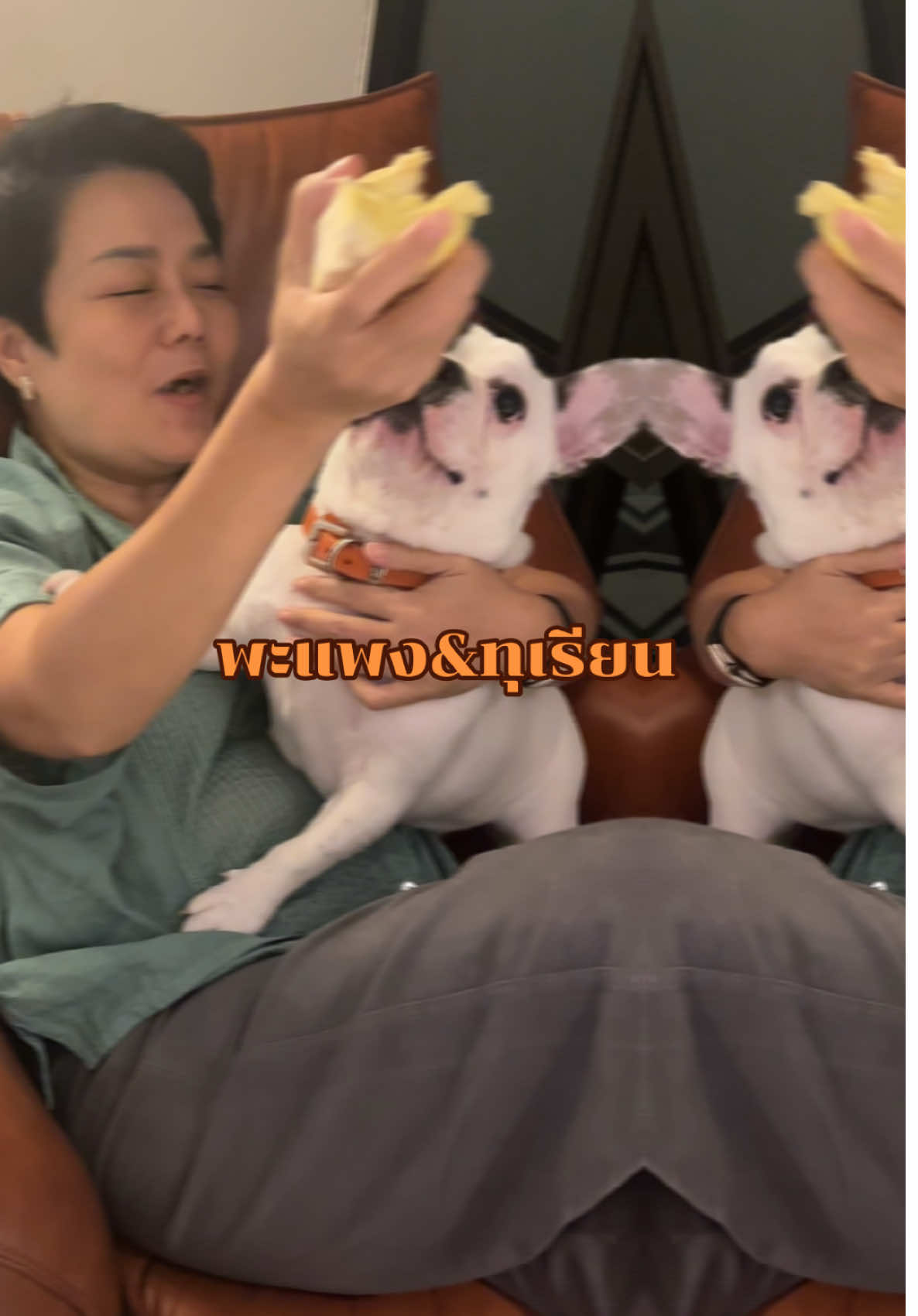 #พะแพง #พี่ไก่เลี้ยงหมา17ตัว #วีแคร์ยูไทยแลนด์ #เฟรนช์บลูด็อก @kanjaratsakdikorn @Kapookitshop 