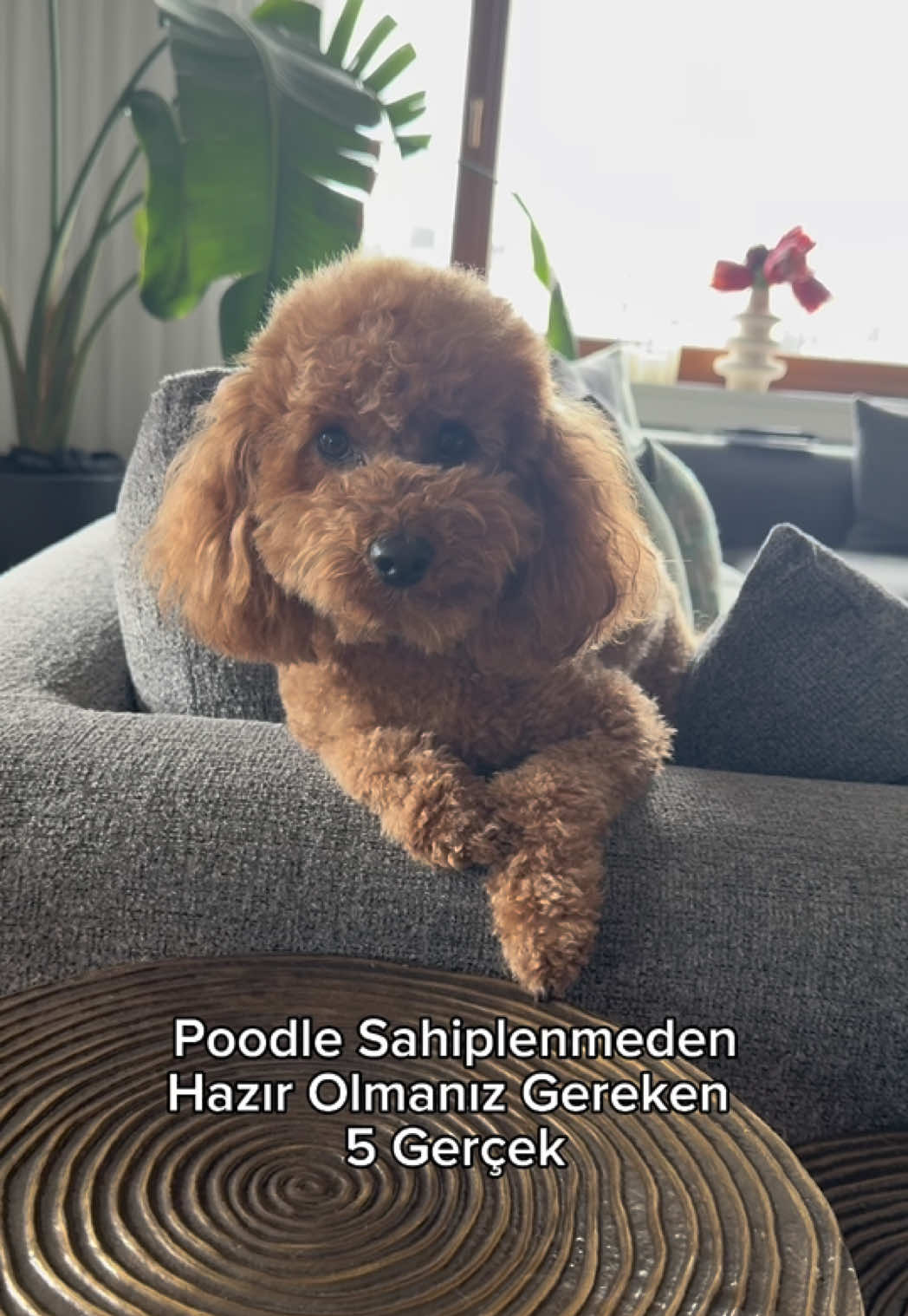 Poodle sahipleri beni anladı🫶♥️ #toypoodle #fyp #keşfet #köpekvideoları 