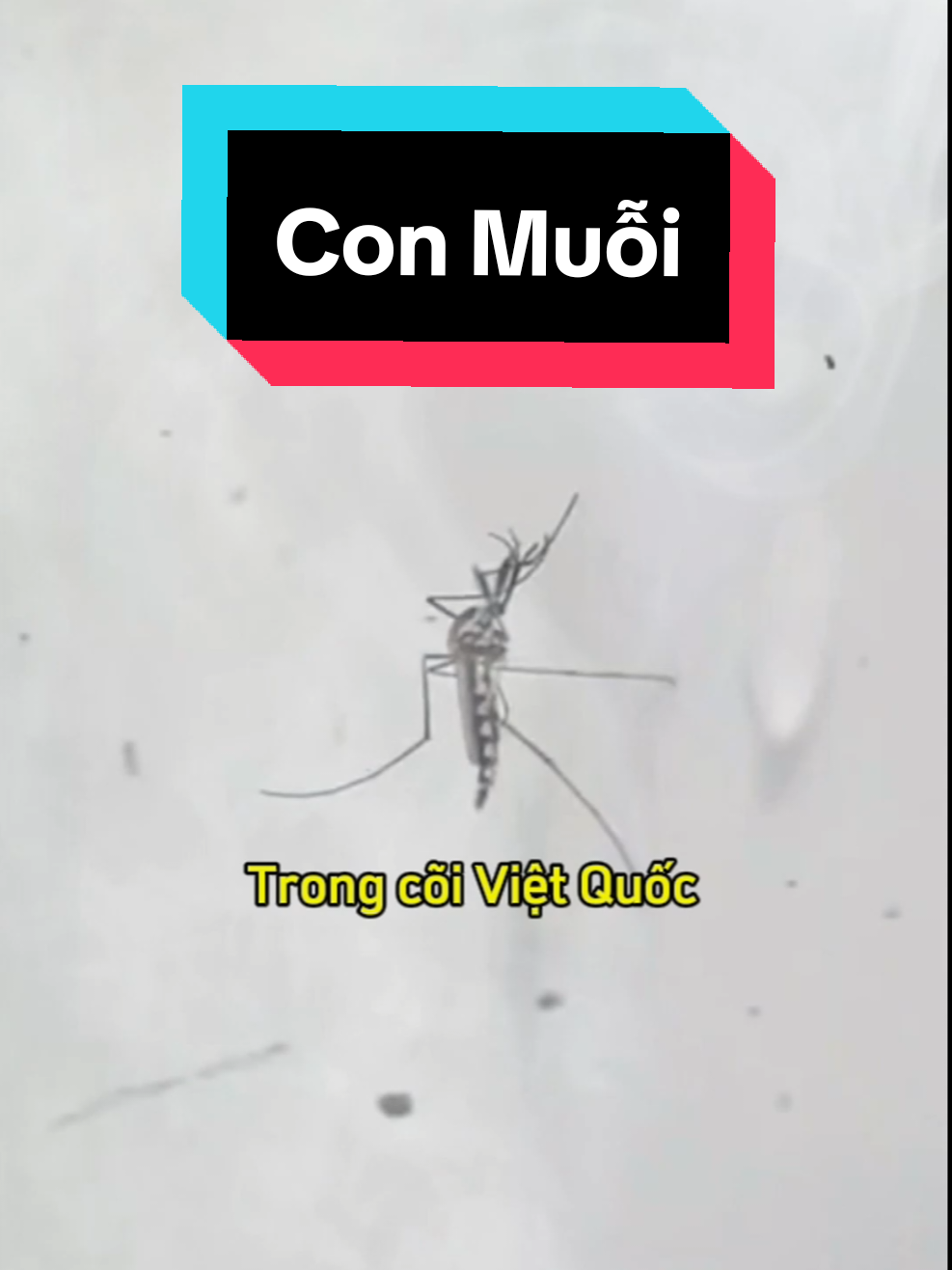 Con Muỗi - Huyết Chích U Linh #tutien #xuhuong #dangdokiep #tienhiep #conmuoi 