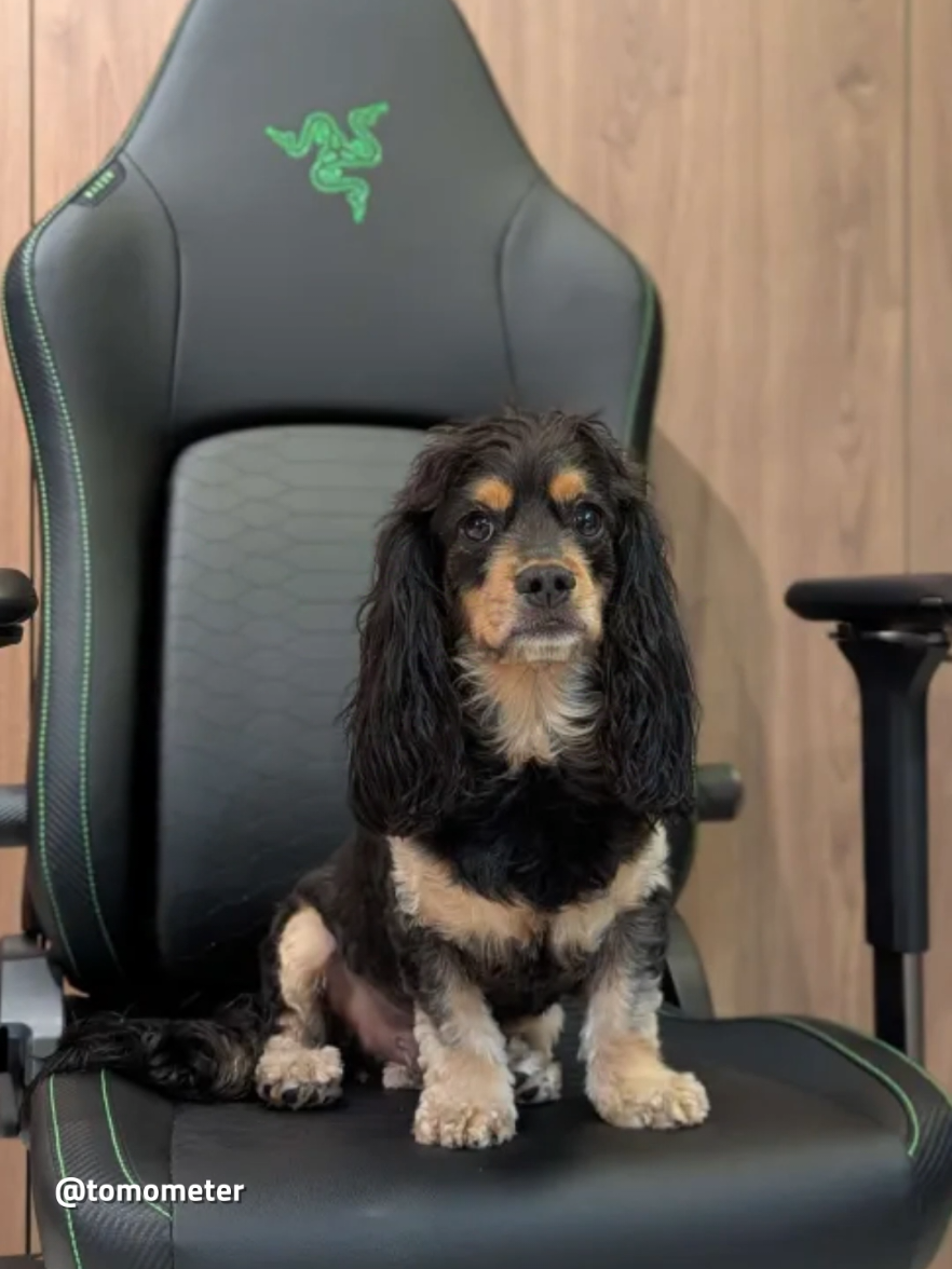 Happy International Dog Day!   Our community understood the assignment. Here’s to the floofy MVPs who stole their hoomans' hearts and claimed the most ergonomic seat in the house. Thanks for sharing your goodest teammates with us.      #Razer #InternationalDogDay #ergonomicchair