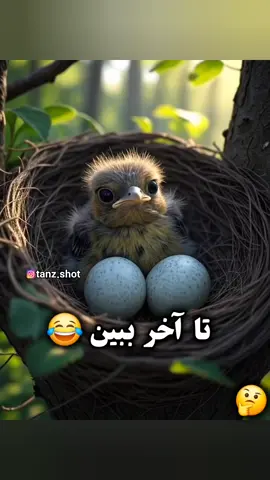 جوجه و تخم ها در لانه  ..   این  دوبله  دیگه چی بود  . #پرنده #جوجه #دوبله_طنز 