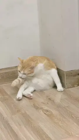 Liếm tí lông mà giật hết cả mình #meojishop #pet #cat #mèo 