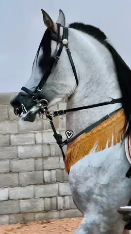 #اكسبلورexplore #خيل_وخياله🐎 #اعادة_النشر🔃 #الخيل_العربي_الاصيل🐎 
