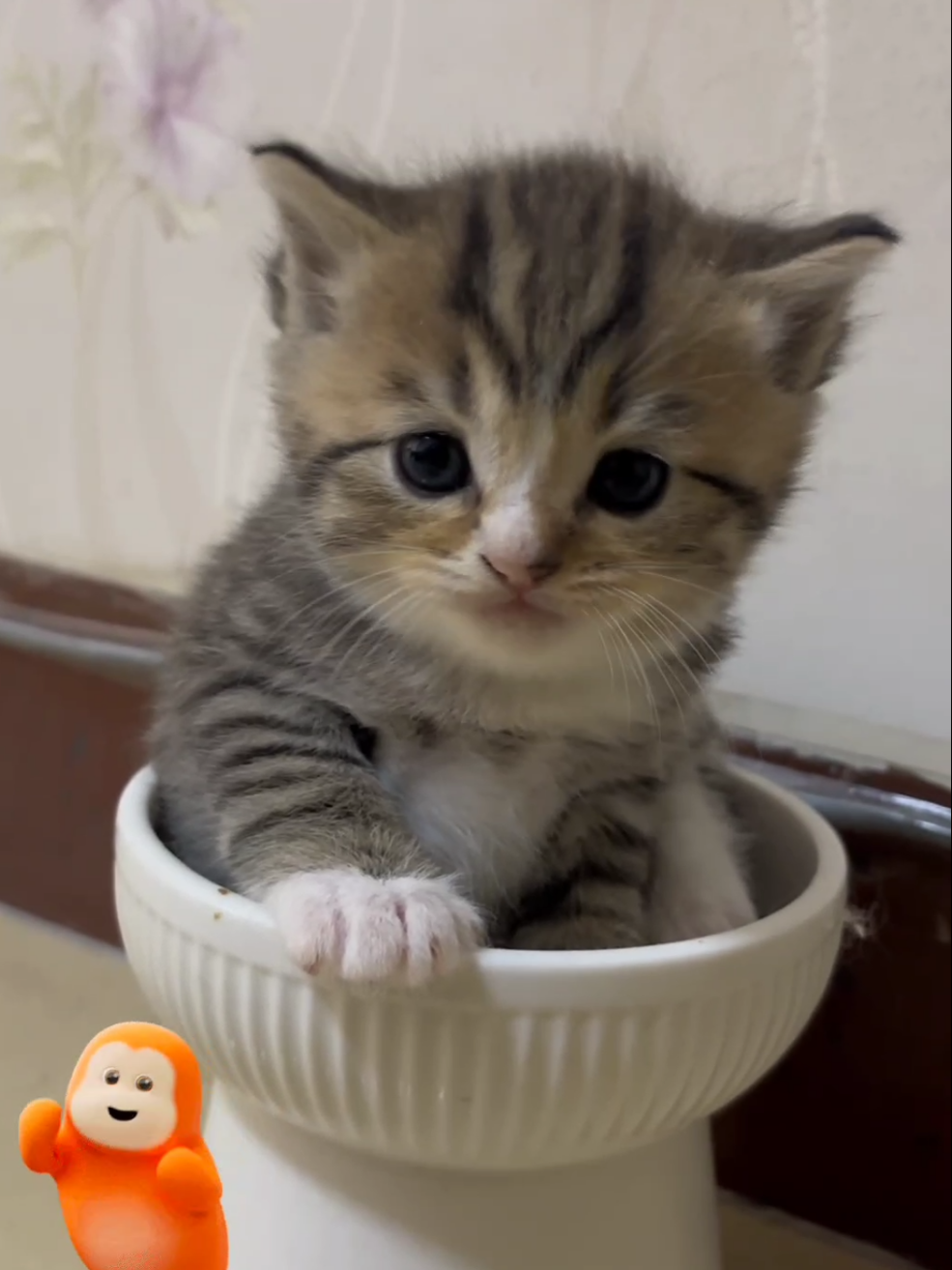 #cats #catlitter #catsoftiktok #catlover #fyp #cat #catlife #capcut #cattok #pet 