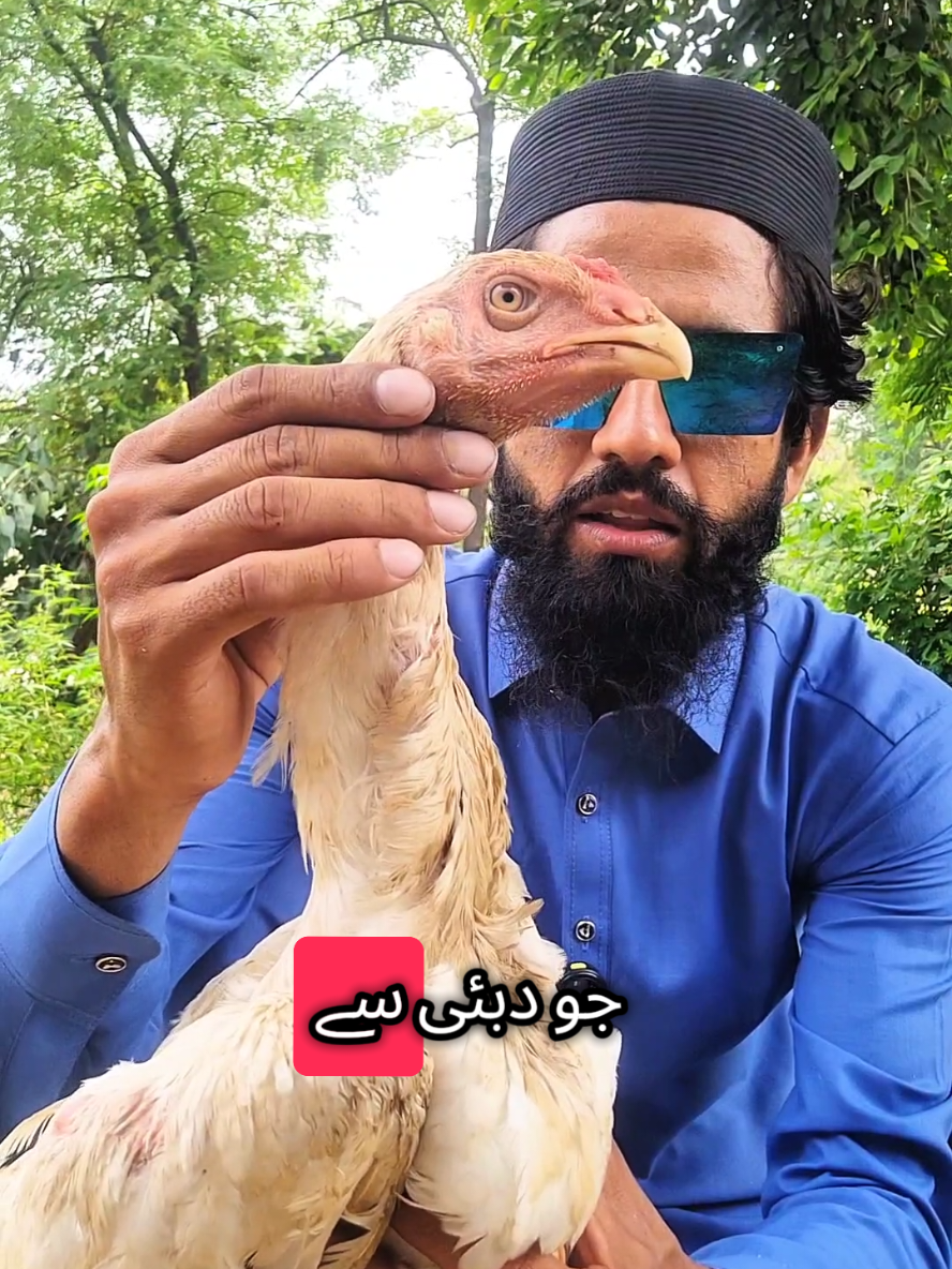 شامو اصیل اصلی تے نسلی لینا ہے تو  جلدی رابطہ کرو سٹاک بہت کم رہ گیاہے  #AseelMehkmaByHamidAli #shamolovers #aseellovers #oshamo #شوق #viral #treanding #Top #unitedkingdom #aseel #review #German 