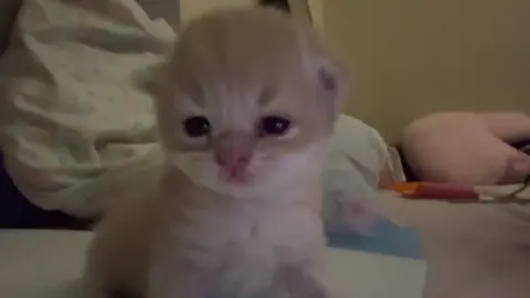 #kitten #kittensoftiktok #cat #catsoftiktok #kitten