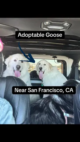 Adoptable Moose with the Milo Foundation in the Bay Area. Richmond, CA Goose is an 8-month-old Great Pyrenees puppy already weighing 80 lbs—and still growing! True to his breed, he’s calm, goofy, affectionate, and very strong-willed. He loves belly rubs, greets politely, and is a quick learner—already house-trained and working on stay and come. Goose is a great walker on leash and enjoys the company of people and other dogs, though his big-puppy play style still needs guidance.   As a livestock guardian breed, Goose has a deep bark and strong protective instincts—he does best indoors with his people and will need consistent training and socialization to thrive.  Goose is still a pup with lots of love (and a very silly long tongue!) to give. He’s ready to find a forever home that understands his guardian heart and goofy spirit.@themilofoundation @The Milo Foundation #greatpyrenees #greatpyreneespuppy #adoptdontshop #bayarea #dogsoftiktok 