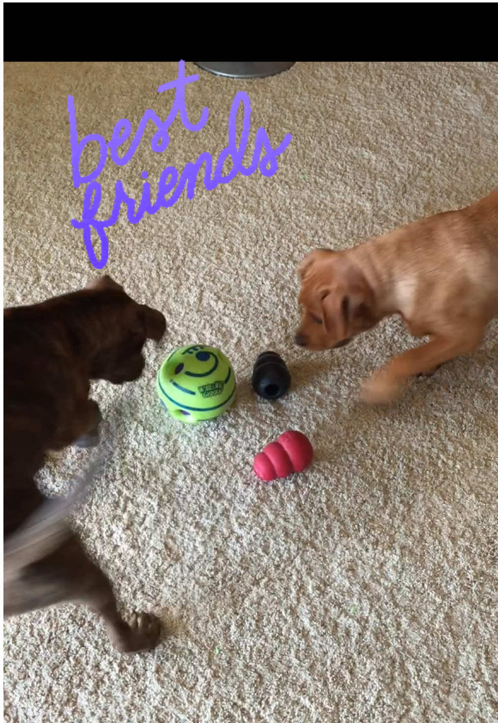 #litermates #BestFriends #pitmix #pitmixoftiktok 