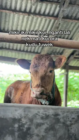 #fyp #sapi #peternakmuda #bosmuda 