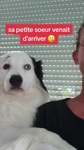 le temps passe tellement vite #chien #chiot  #inséparable #education 