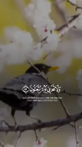 #CapCut #template #Quran_alkarim #Recitation #shorts  تلاوة الوحش القرانکریم القران لكم قلب وجميل حقا  ♥️❤️♥️