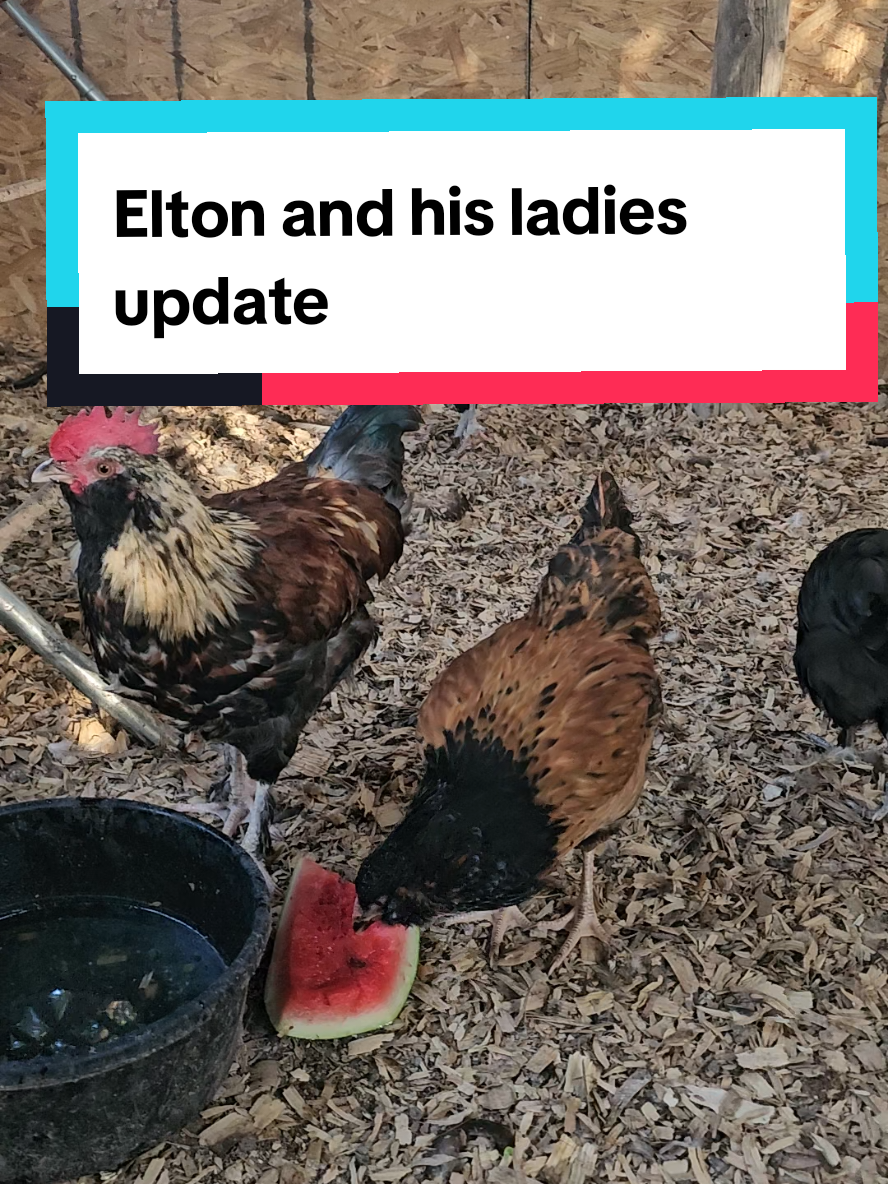 The integration is doing really well. I'd call it a success! Everyone is safe and together. That is a win for me!💕 #homesteading #ChickTok #chickens #BackYardChickens #farm 