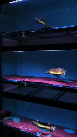 Niatnya liat ikan sebentar, eh jadi berjam-jam. Siapa yang sering kayak gini juga? 😅 #aquascape #hobby #ikanhias #aquarium #hiasanaquarium #fishtank #ikanpredator #predatorfish #snakehead #channa #aurantimaculata 