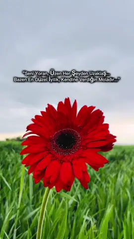 Yalandan yakınlıklar olacağına, gerçek uzaklıklar çok daha iyiymiş. “Herkesin yolu layığına açık olsun.”#CapCut 