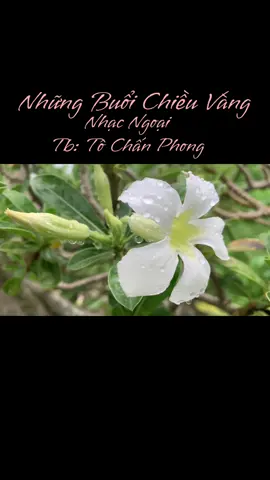 #Bên nhau ta say sưa đôi nhân tình Hái những chiếc lá úa, chiếc lá rơi… #nhungbuoichieuvang🎧🎶 #tochanphong