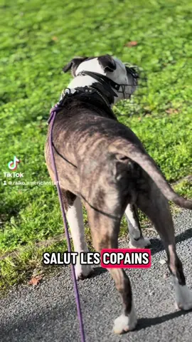 IG: lecturedepattes  Des vidéos lecture ça vous plairait ? 😜