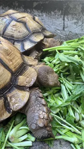 Sayur nya di masak, batang nya kasih kan 🐢 #kuradarat #sulcata #kurakurayogyakarta #sulcatatortoise #sumberreptile 
