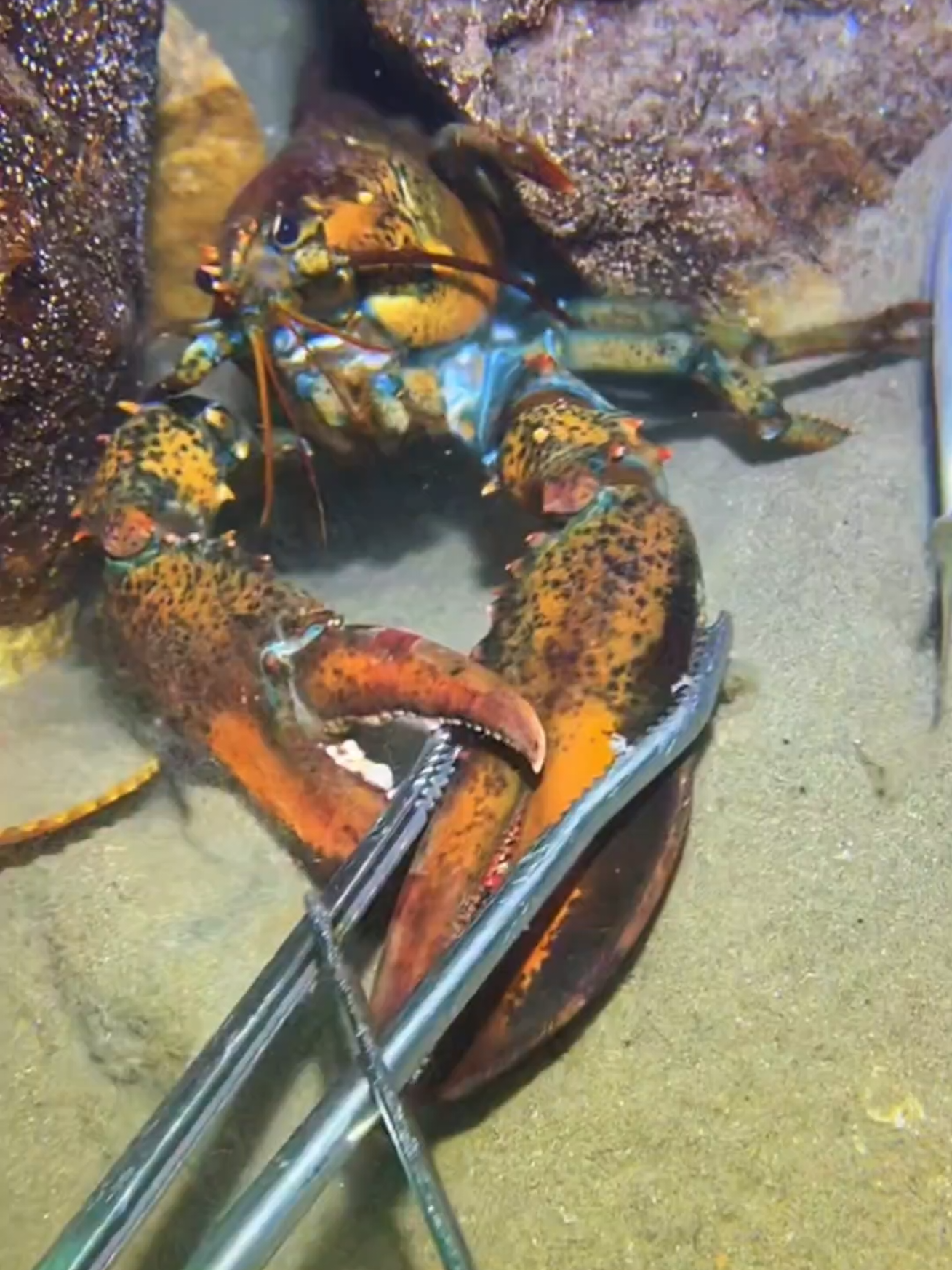 #diving #crab #catchthesea #seaside #seafood 