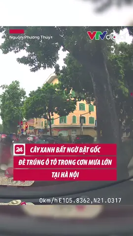 Khoảng 9h sáng nay (26/8), tại khu vực giao lộ Trần Phú - Chu Văn An (Hà Nội), một cây xanh lớn bất ngờ bật gốc, đè trúng 2 ô tô đang lưu thông trên đường. #vtv24 #vtvdigital #tiktoknews #KAJIKI #bao #baoso5 #hanoi
