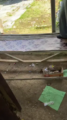 Detik detik ular Cobra singgah ke warung warga#sorotan 