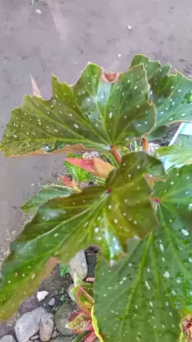 propagation through stem cuttings🌱#plantita #foryoupagе #plants #begonia 