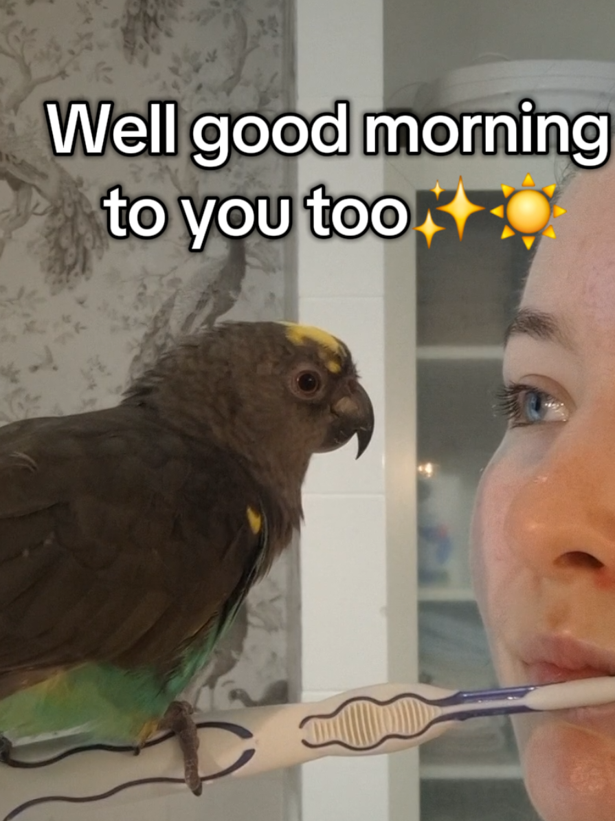 Can't even brush my teeth in peace🤦🏻‍♀️Not complaining tho🤭❤️ #birdtok🦜 #parrotsoftiktok #meyersparrot #funnytiktok #fyp 