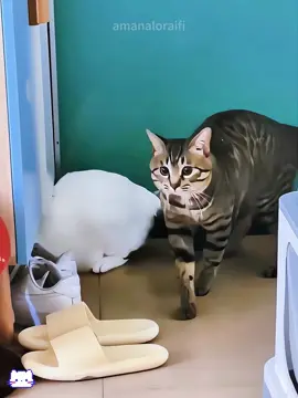 The culprit vs.the victim.The drama never ends in the house 😸😹#fyp#cat #catsoftiktok #catlover #funnycat #usa 