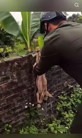 Rescue two puppies.🥰. #animalsoftiktok #animal #dog #rescuedog #rescueanimals 