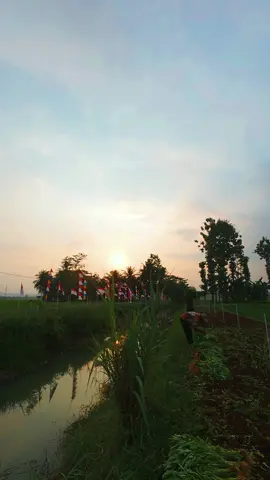 Panen kangkung #kertahayu #pamarican #ciamis #jawabarat 