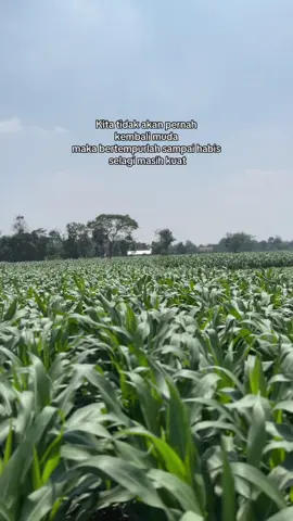 Masa muda adalah waktu untuk berani🔥🌽🌽.                                   #jagungbalap🌽 #petaniindonesia🇮🇩🇮🇩🇮🇩🌿🌿 #petanimilenial #petanijagung #999 #fyp 