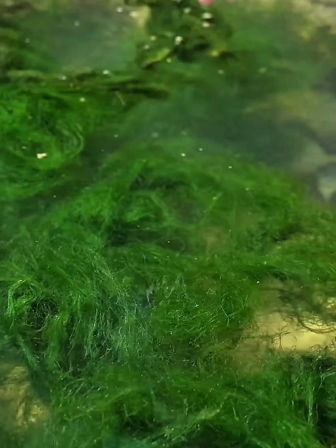 Lumut Sungai Diubah Jadi Sushi Gila, Ini Kreatif Banget! River Moss Turned Into Crazy Sushi, This Is So Creative! #unik #informasi #like #tranding #trendingvideo #fakta #fyp #viral #information #fact #funny