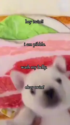 pibble. #pibble 