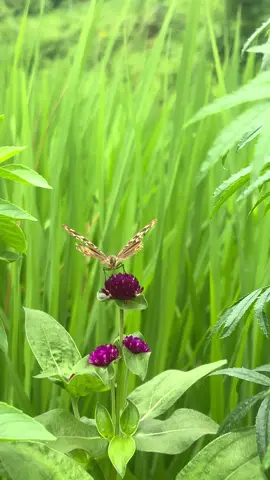 #naturelover #explore #peaceful #butterfly #🦋💜 