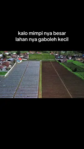 😇 #petaniindonesia🇮🇩🇮🇩🇮🇩🌿🌿 #petanimuda #petanimilenial #petanitomat 