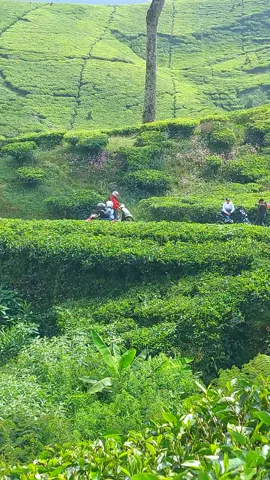 Disini tempat paling cocok buat ngadem sambil menikmati keindahannya #ciwidey #bandung #foryoupage #fyp 