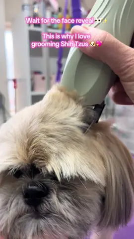 Hope you enjoyed this little fluffball’s glow-up! 🐶✨ Follow for more adorable transformations! 💇‍♂️🐾 #DogGrooming #ShihTzu #PetGlowUp #BeforeAndAfter #DogTok #FluffyDog #GroomersOfTikTok #PuppyTransformation #PetCare #doglovers 