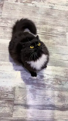 ?????????? #кот #viral 