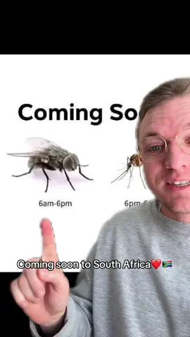 Summer is just around the corner😎😑🪰🦟 #southafrica #southafricatiktok #tiktoksouthafrica #greenscreen #mosquito 