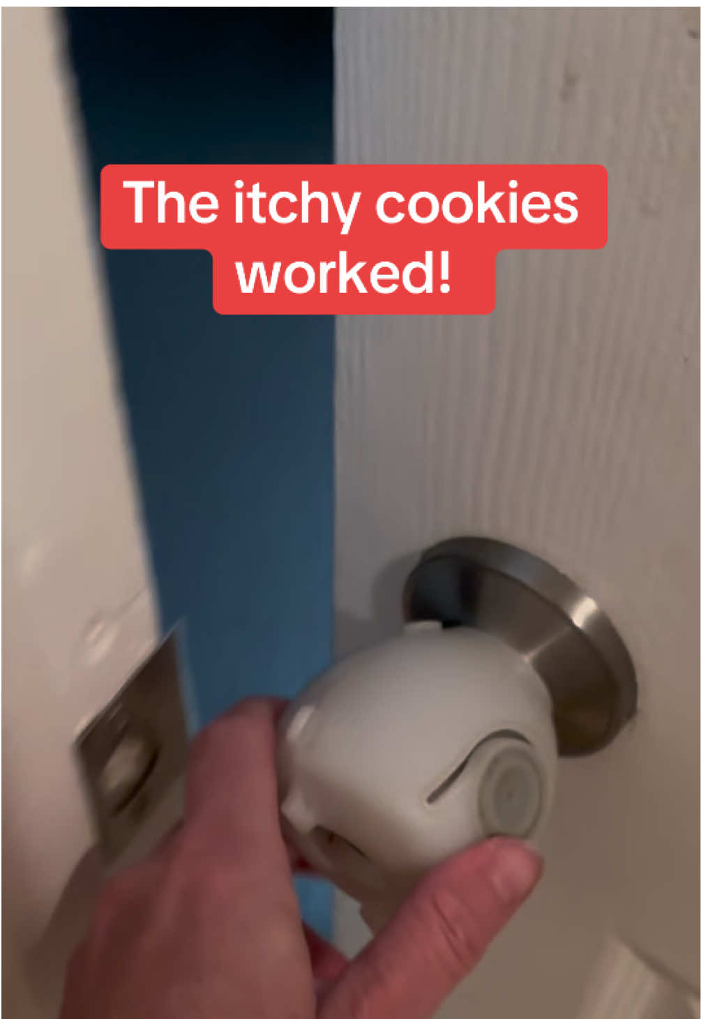 The itchy cookies are a life saver, now I know that’s what helped him with his allergies. #allergies #dogsoftiktok #itchy #finn #deals 