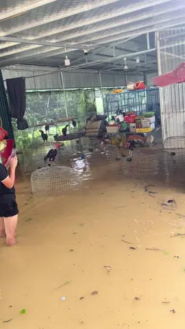 Chưa nhằm nhò gì !!!@VƯỜN GÀ TÍA XANH 