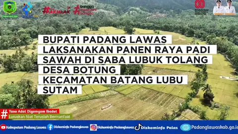 PADANG LAWAS : BUPATI PADANG LAWAS LAKSANAKAN PANEN RAYA PADI SAWAH DI SABA LUBUK TOLANG DESA BOTUNG KECAMATAN BATANG LUBU SUTAM. Bupati Padang Lawas Putra Mahkota Alam Hasibuan SE melakukan Panen Raya Padi Sawah di Saba Lubuk Tolang Desa Botung Kecamatan Batang Lubu Sutam Kabupaten Padang Lawas. Senin (25/08/25). Panen Raya ini ditandai dengan pemotongan batang padi oleh bupati yang juga turut didampingi oleh asisten II, para pimpinan OPD terkait, dan sejumlah pejabat di lingkungan Pemerintah Kabupaten Padang Lawas. Kegiatan ini merupakan wujud komitmen Pemerintah Kabupaten Padang Lawas dalam mendorong kemajuan sektor pertanian. Pemerintah Daerah mempunyai obsesi untuk membangun pertanian yang tangguh dan modern bersama masyarakat demi peningkatan kesejahteraan masyarakat dan kemajuan Kabupaten Padang Lawas sesuai dengan program Presiden Republik Indonesia Bapak Prabowo Subianto.@putra_mahkota_alam_hsb 