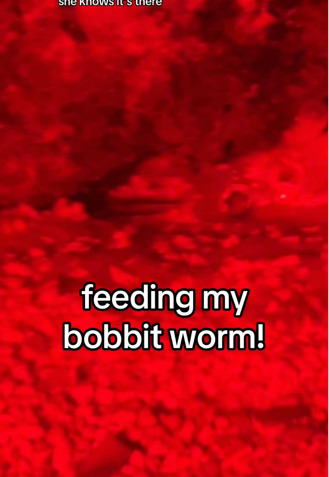 Replying to @Val even pookie didn’t want lynn to begin with! #pookiethebobbitworm #bobbitworm 