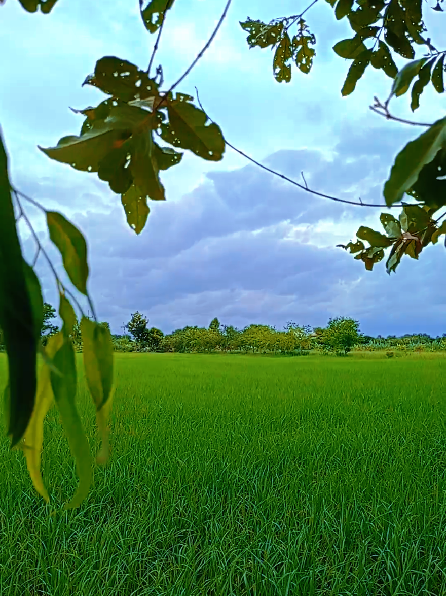 #ขอนุญาตแบ่งปันบรรยายกาศบ้านๆนะคะ⛅🌥️🌤️🌥️🌾🍃☀️😜 