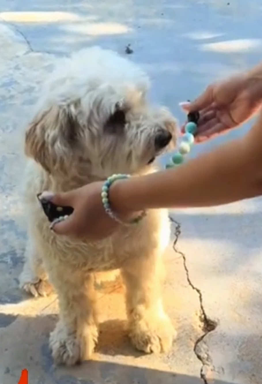 This is your sign to twin with your pup #friendshipcollar #friendshipbracelets #dogcollar #dogtok #petmom