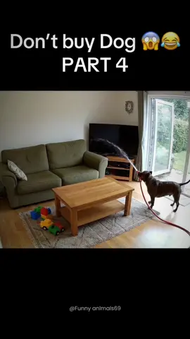 The surveillance camera filmed the dog doing bad things.#foryou #dogs #dogsoftiktok #fyp #funnydogs 